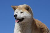 AKITA INU 298